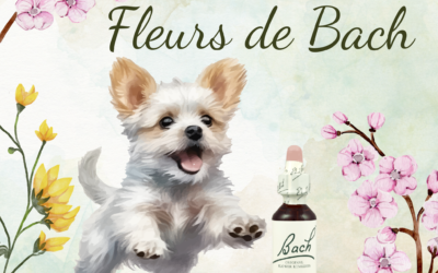 Les fleurs de bach pour aider l’anxiété chez le chien