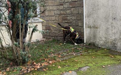 Mantrailing et leçons de vie : Que peut-on apprendre de nos chiens détectives ?