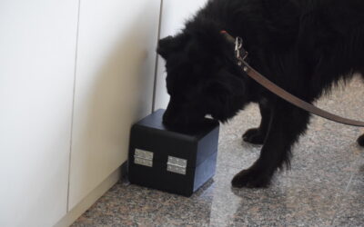 Les clés pour un bon apprentissage pour la détection canine