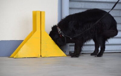 Les bienfaits de la combinaison du mantrailing et de la détection d’odeur pour les chiens