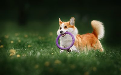 Le Welsh Corgi Pembroke et le Corgi Cardigan