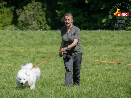 Formation d'instructeur mantrailing de loisir