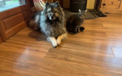 Chien et chat : pourquoi certains deviennent-ils amis et d&rsquo;autres non ?