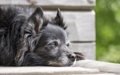 Les bienfaits du mantrailing pour les chiens séniors
