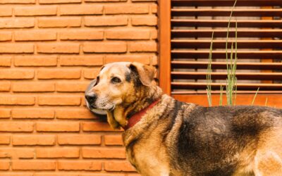 Les principales raisons de l’abandon chez le chien