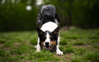 Raisonnement instinctif vs raisonnement déductif chez le chien : quelle différence ?
