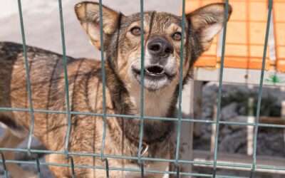 L’abandon des chiens en France: Un triste phénomène qui persiste