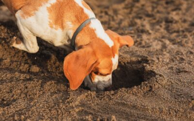 Pourquoi mon chien fait des trous dans le jardin?