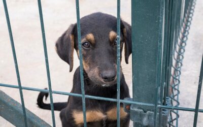 Adoptez un chien de refuge et donnez-lui une seconde chance !