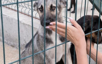 Comment choisir le chien de refuge qui vous correspond