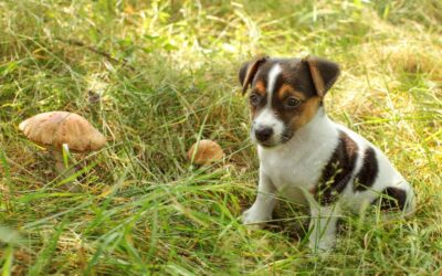 Comment utiliser le flair de votre chien pour chercher des champignons en toute sécurité