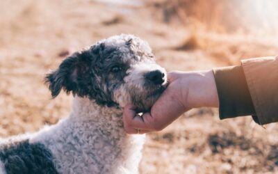 Construire une relation harmonieuse avec son chien