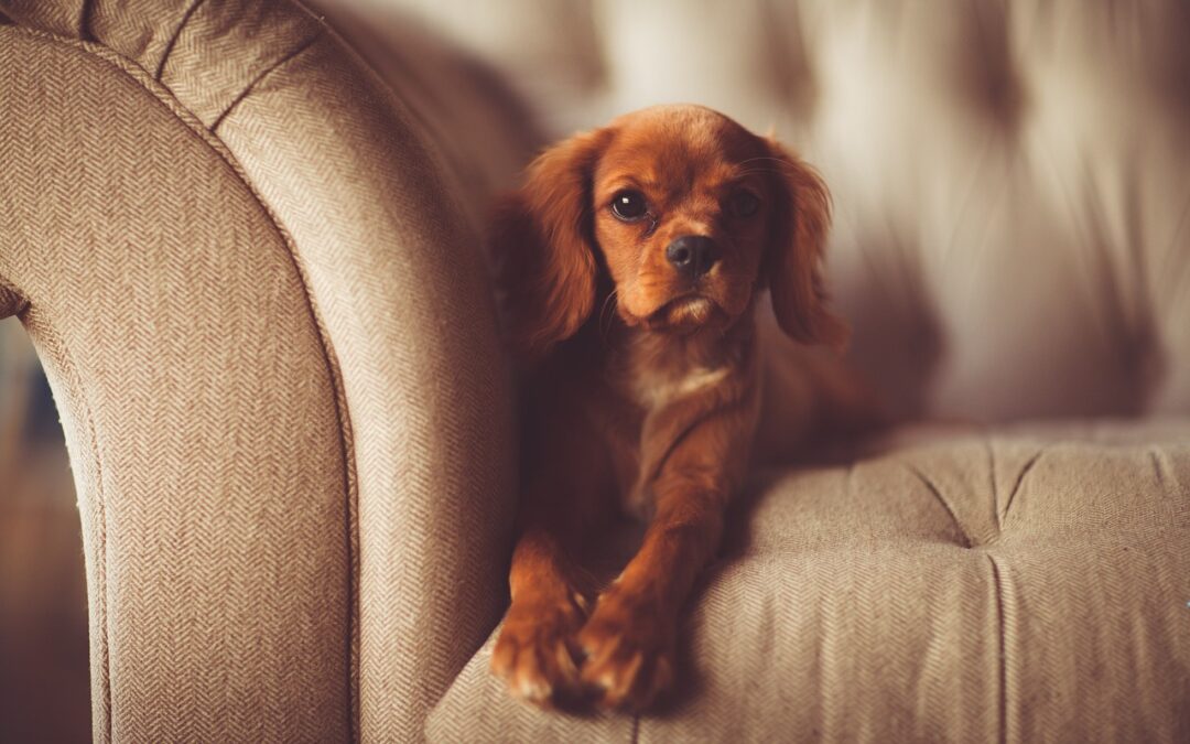 Les Conséquences de la contrainte chez le chien : Comprendre et prévenir les effets négatifs