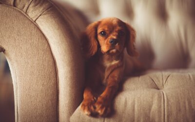 Les Conséquences de la contrainte chez le chien : Comprendre et prévenir les effets négatifs