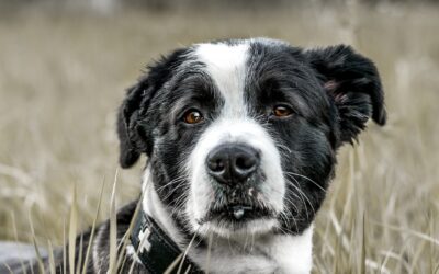 Mantrailing : 3 conseils pour mieux lire son chien