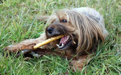 La mastication chez le chien : un besoin fondamental souvent sous-estimé