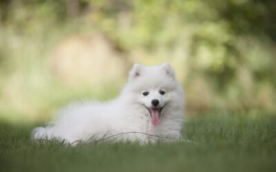 Les chiens utilisent-ils une boussole intérieure ? Ce que révèle une étonnante étude sur leur capacité à retrouver leur chemin