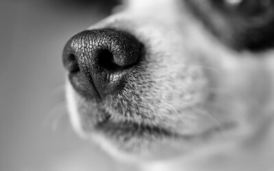 Le fonctionnement fascinant du nez du chien