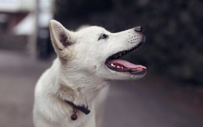 Comment les attentes du conducteur peuvent influencer les performances de votre chien en mantrailing