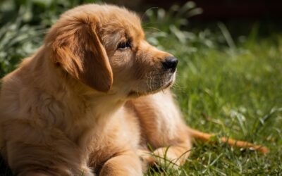 La déduction chez le chien : comprendre sa capacité de raisonnement