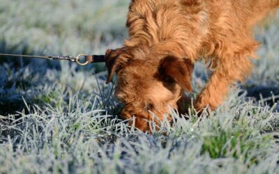La détection canine : un sport de réflexion plus que de performance