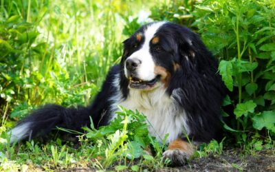 Le jardin sensoriel pour le chien