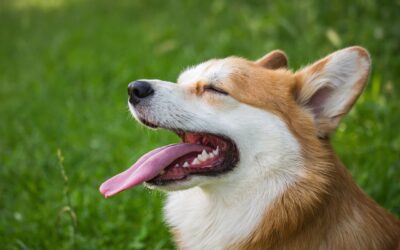 L’olfaction comme moyen de communication chez les chiens