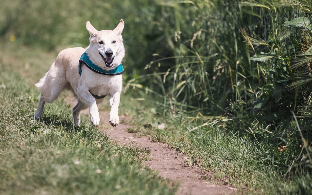 Chien de refuge : ce que vous voyez derrière les barreaux n&rsquo;est PAS sa vraie personnalité