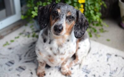 Les capacités de navigation des chiens : instinct ou apprentissage ?