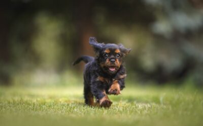 L’excitation chez le chien : et si c’était de la fatigue ?