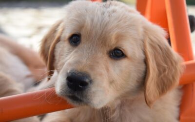 L&rsquo;olfaction : un formidable allié pour le bien-être des chiens d&rsquo;assistance