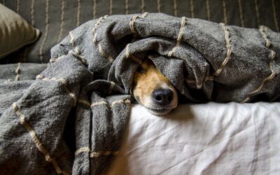 Le grattage excessif chez le chien : Causes, conséquences et solutions