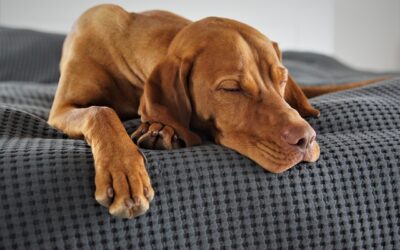 L’impact de l’environnement sur le comportement canin : Aménager un espace confortable et satisfaisant