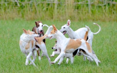 Les chiens peuvent-ils sentir les émotions de leurs congénères ?