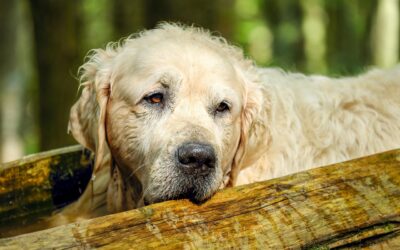 Les bienfaits de la détection sur le comportement du chien
