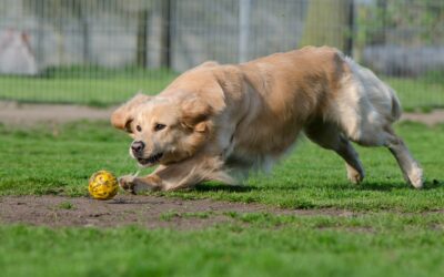 La différence entre l’excitation et la motivation chez le chien