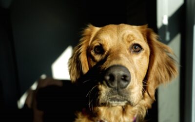 La résignation  acquise chez le chien