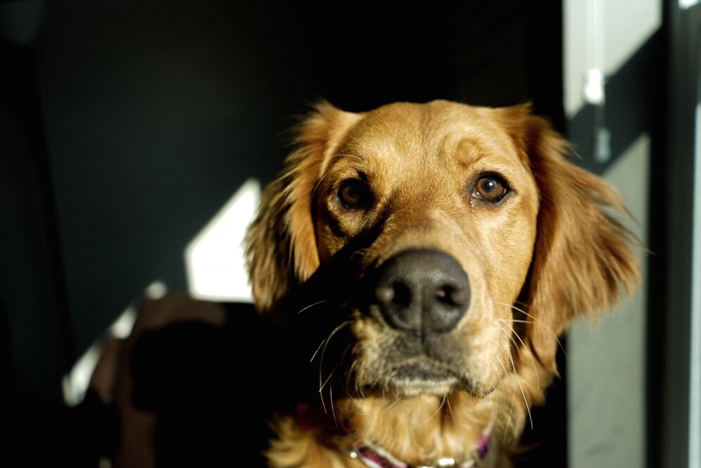La résignation  acquise chez le chien