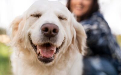 Les 5 choses à savoir sur la truffe de son chien