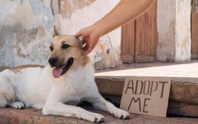 Les conseils essentiels pour adopter un chiot ou un chien adulte