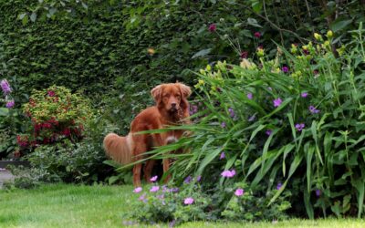 La mémoire chez le chien