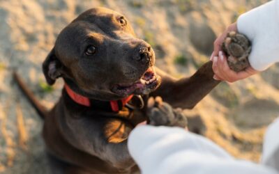 Conseils pour les équipes débutantes en mantrailing