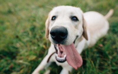 La différence entre le pistage et la détection avec les chiens