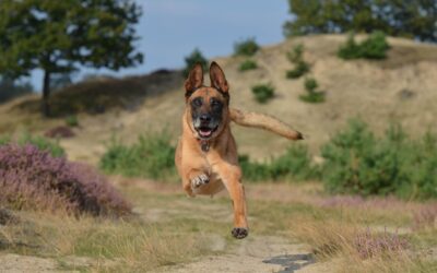 Comprendre le raisonnement du chien : clé pour une éducation réussie