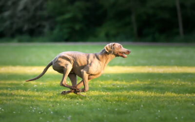 La prédation chez le chien : comprendre les différentes phases