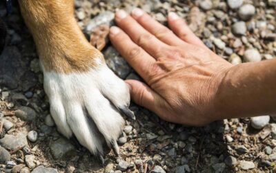 Mantrailing : Quand le flair du chien forge un lien profond