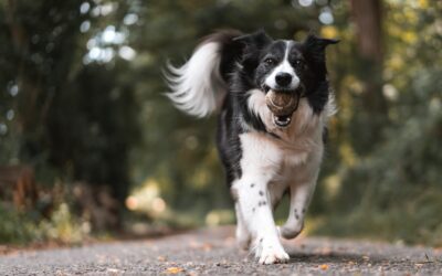 Les tests de cognition chez le chien