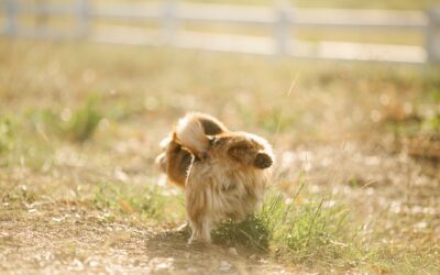 Les raisons de la malpropreté chez le chien
