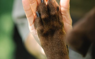 Le centre de formation Karine Faucher Harmonie Canine