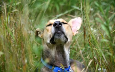 Le jardin sensoriel : une expérience enrichissante pour votre chien